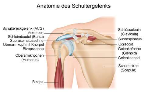 Анатомия плеча: Bursa subakromialis - -самая крупная синовиальная сумка в организме, проходящая между головкой плечевой кости под акромиальным отростком ключицы.