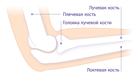 Сложный локтевой сустав образуют три кости: плечевая связана с локтевой и лучевой костью предплечья. Все три элемента окружены фиброзной капсулой 