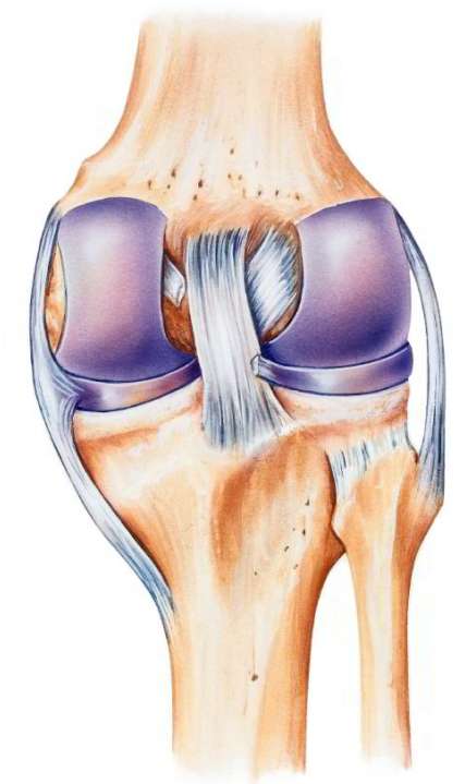 Анатомия коленного сустава. Крестообразные связки, внутренняя и наружная коллатеральная связка.