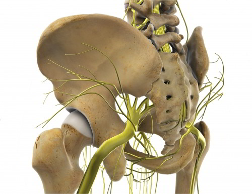 В тазобедренном суставе проходят многие нервные стволы из спинного мозга в нижние конечности. Помимо крупного седалищного нерва существует множество других, обеспечивающих питание суставной поверхности в области бедра. © viewmedica 